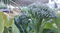2022 02 01 155239 garden lettuce