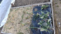 2022 02 01 155244 garden lettuce