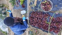 2022 02 01 155345 garden lettuce