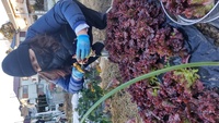 2022 02 01 155359 garden lettuce
