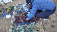 2022 02 01 155829 garden lettuce