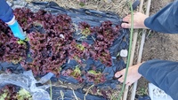 2022 02 01 155843 garden lettuce