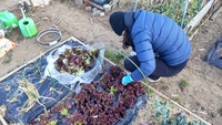 2022 02 01 155858 garden lettuce