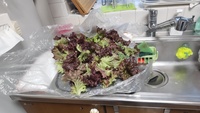 2022 02 01 160525 lettuce