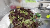 2022 02 01 160533 lettuce