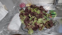 2022 02 01 160539 lettuce