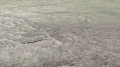 2022 mar 19 wavy grassy line 