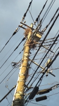 2022 sep 10 bird nests on wires 