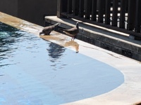 2024 01 29 two pigeons