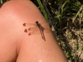 2024 oct 15 dragonfly