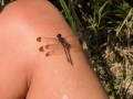 2024 oct 17 dragonfly