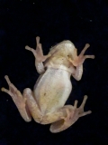 2024 oct 17 window frog