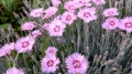 2024 apr 28 beautiful purple flowers