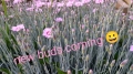2024 apr 28 new buds coming