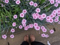 2024 apr 29 bare feet below flowers 1000