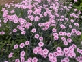 2024 apr 29 mini purple flowers