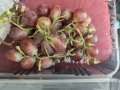 2024 oct 12 grapes