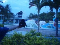 Go Rilla scoping the elephants in Cambodian water park