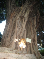 Climbing a tree with UCow in Hong Kong 21 June 2008