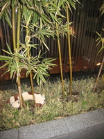 Uncle Cow grazing on bamboo for the first time