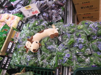 Uncle Cow poses on a pile of packs of peppers