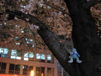 Francois in sakura trunk