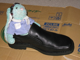 Francois emerges from new shoe - 5