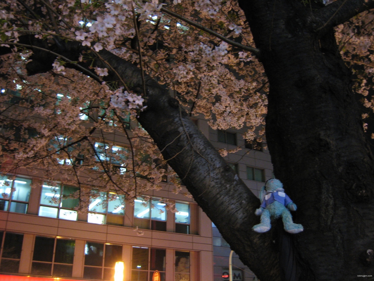 Francois in sakura trunk