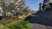 2021 apr 19 white and pink trees