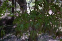 2021 apr 26 little bitty leaves