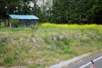 2021 apr 27 blue roof yellow flowers