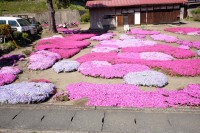 2021 apr 27 non specific shape of flowers