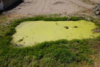 2021 apr 27 09:47:50 green water in pond