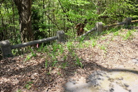 2021 apr 27 10:07:29 old fence along woods
