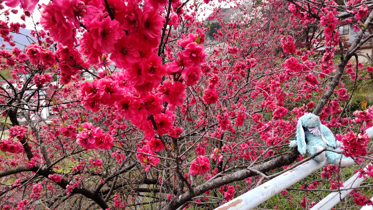 2021 apr 27 François and red flowering tree