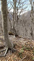 2021 apr 27 tunnel visible between the trees