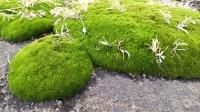 2021 may 07 moss looks like jurassic park