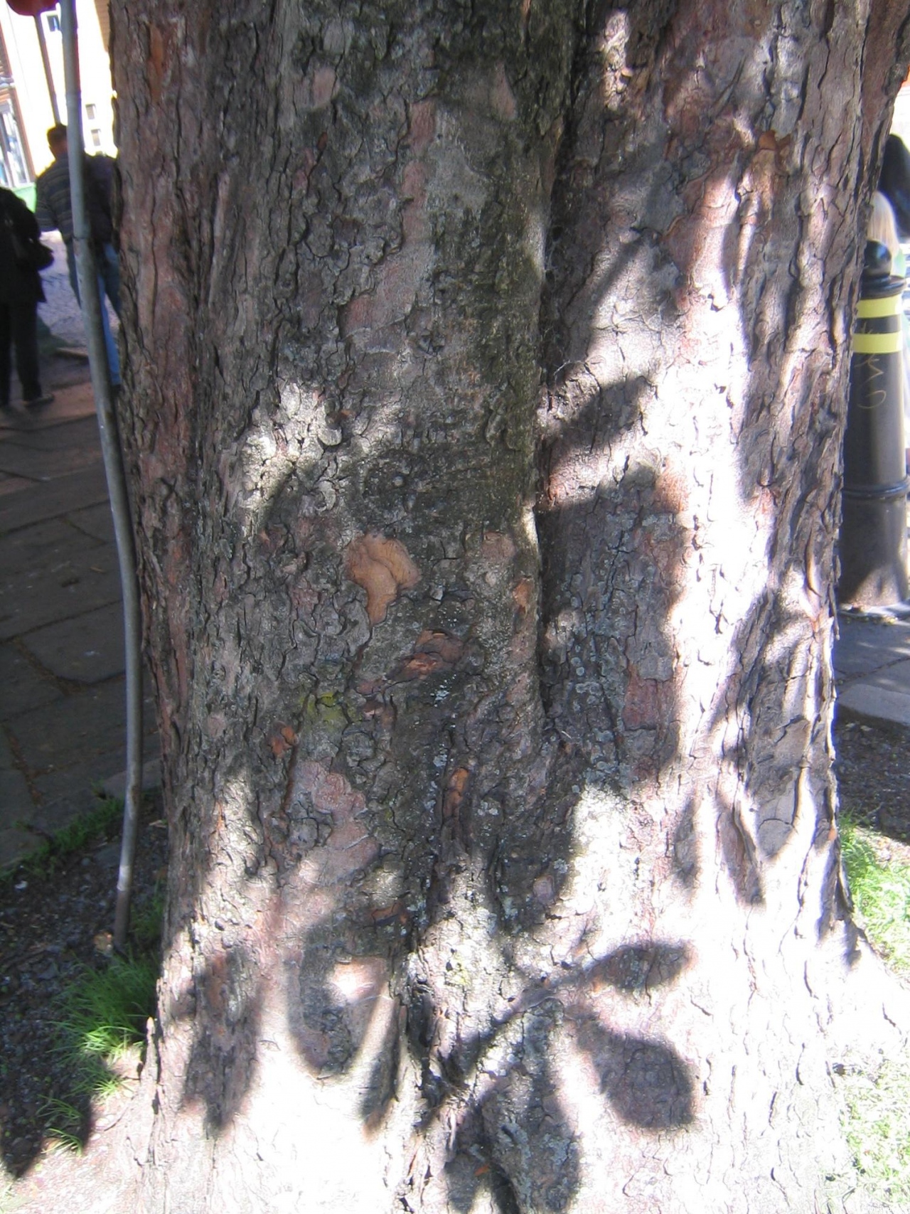 tree outside church