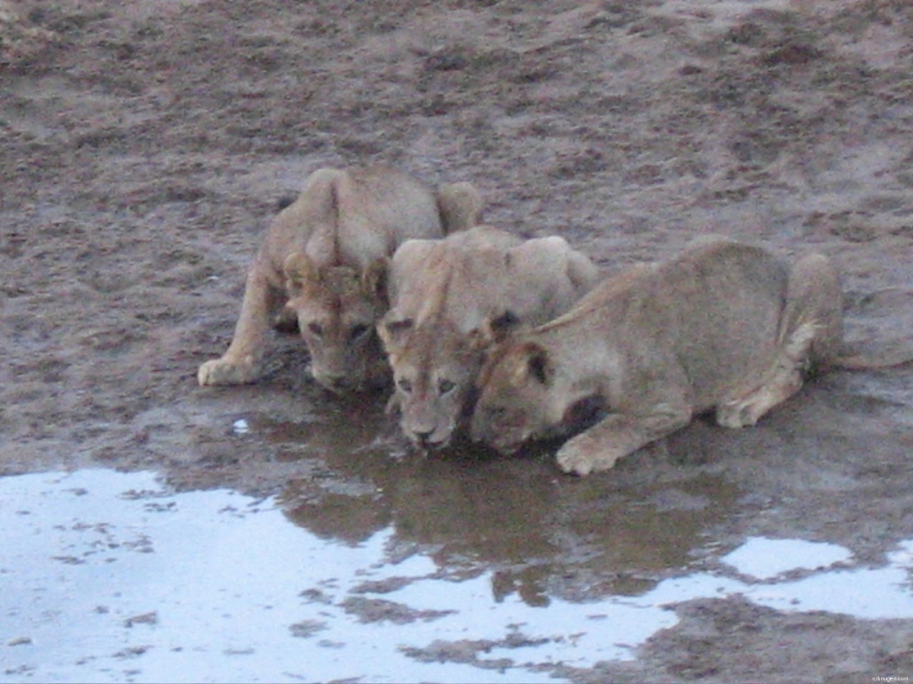 3 lions drinking