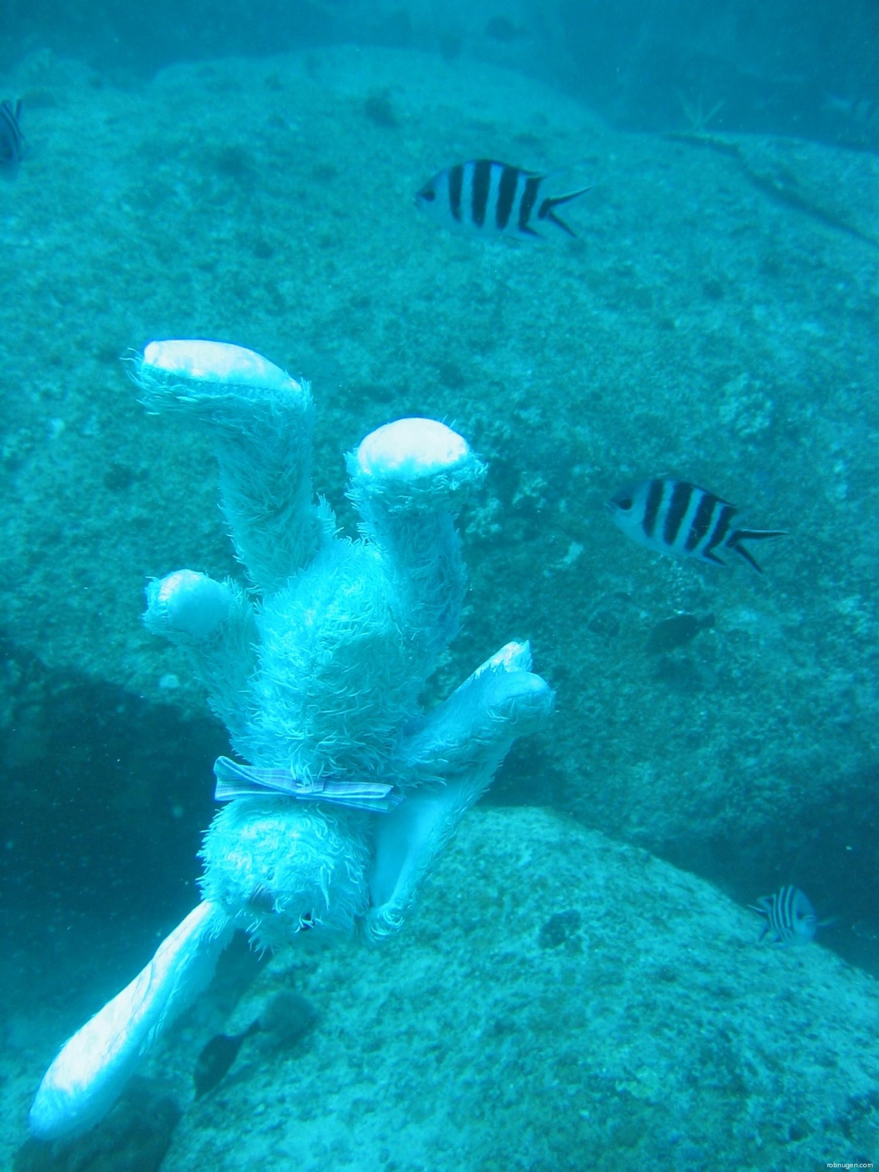 Francois diving in Seychelles 1