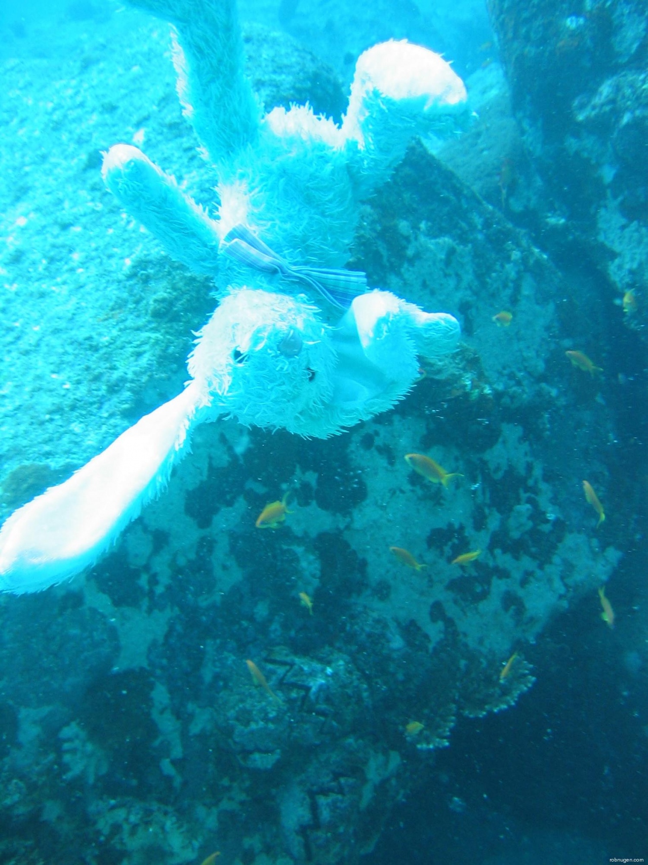 Francois diving in Seychelles 2