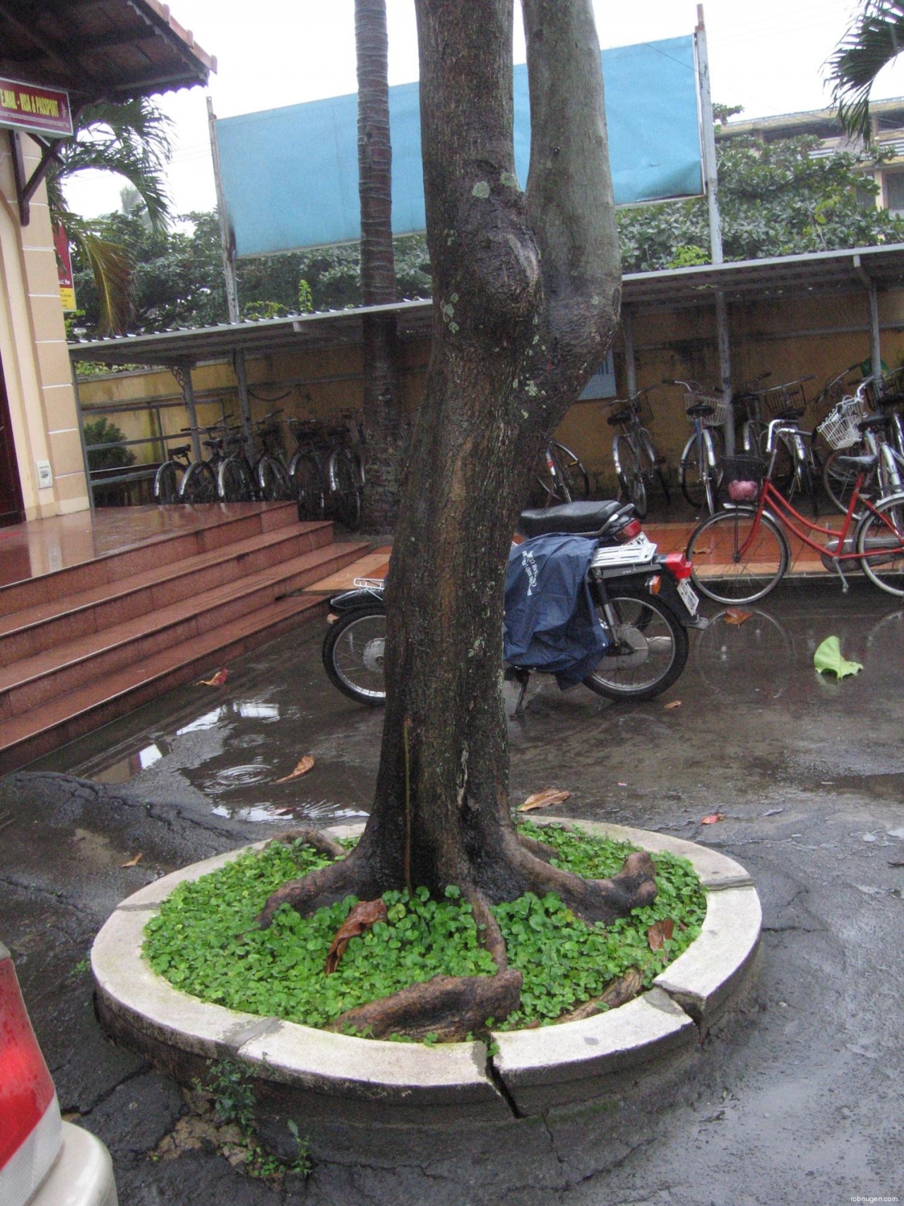 Hoi An tree