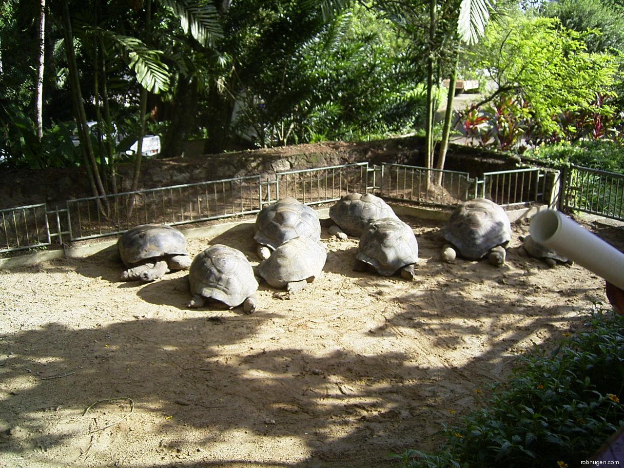 Seychelles giant tortoises
