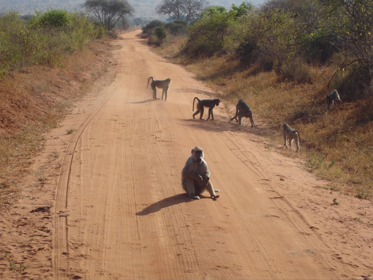 baboon crossing