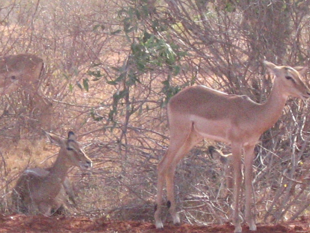 impalas