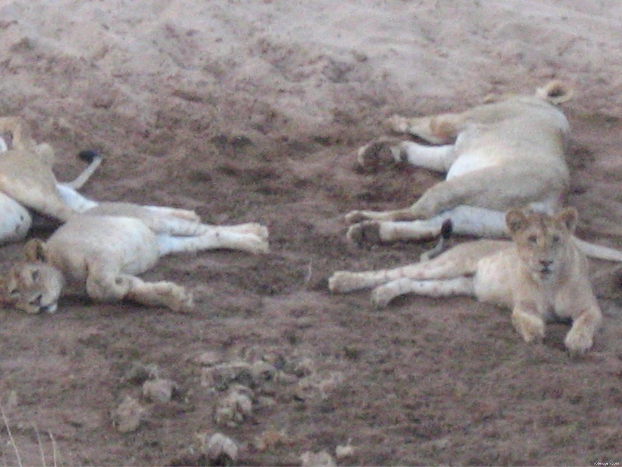 lion down