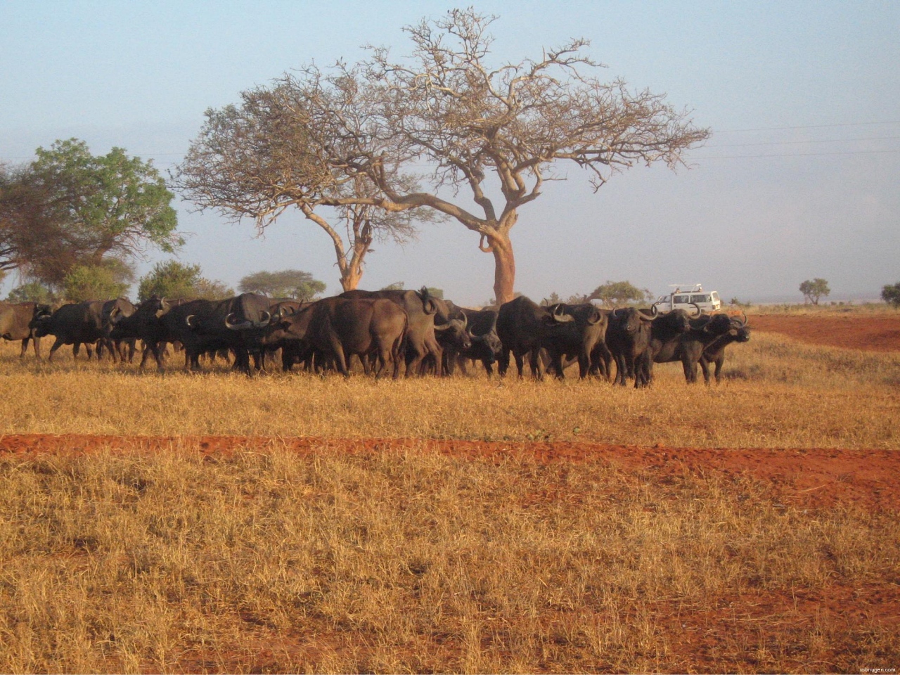 water buffalo