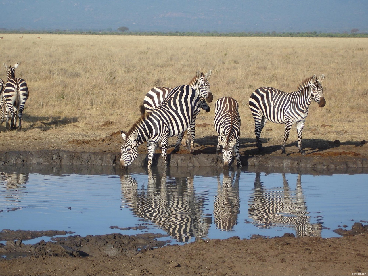 zebras