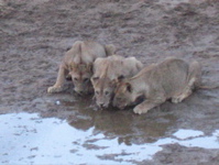 3 lions drinking
