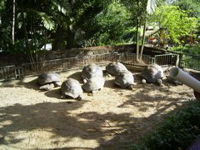 Seychelles giant tortoises